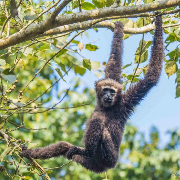 kaziranga hoolock gibbon